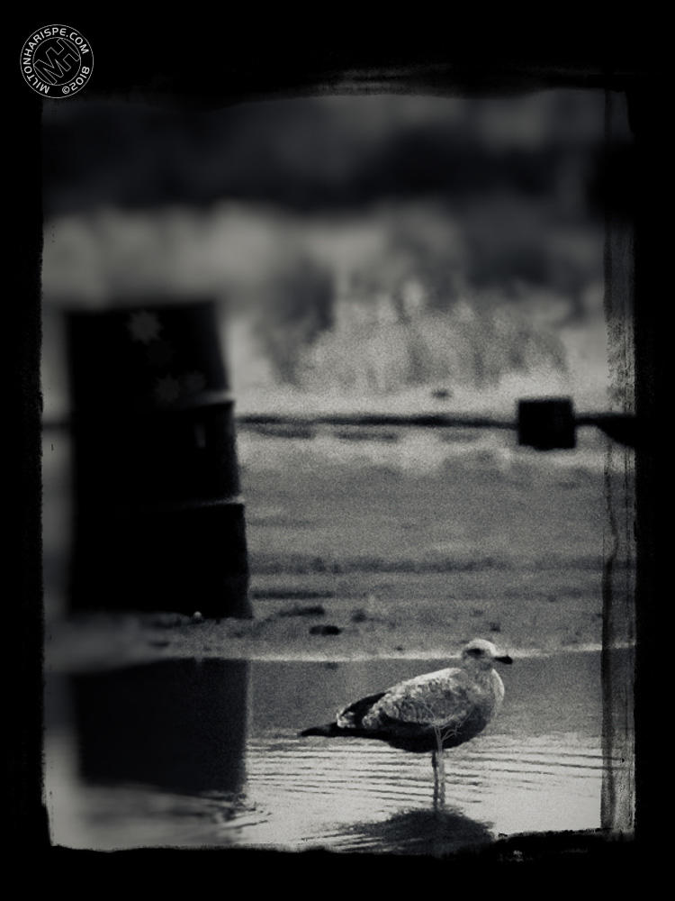 Lonely Seagull, New Jersey, USA